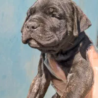 کنکورسو|سگ|شیراز, نصر|دیوار