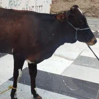 گوشت گوساله زیر قیمت بازار