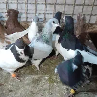 کبوتر