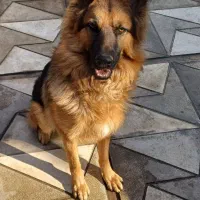 سگ گارد ژرمن