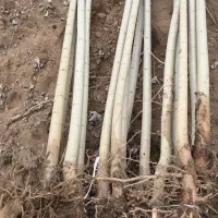 اگه رشد می‌خوای،صنوبر بهترین انتخابه|خدمات باغبانی و درختکاری|بابل, |دیوار