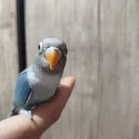 کوتوله برزیلی ماده فیشر