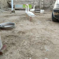 یک جفت قوقاز اوکراینی دو میلیون 700|حیوانات مزرعه|زابل, |دیوار