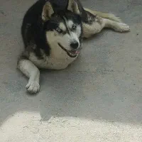 سگ هاسکی مالاموت