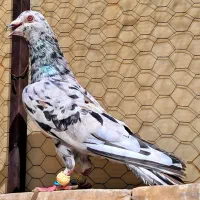 سار هفرنگ سرور شکلاتی کله هما دوخط سرکه ای کرم بوم