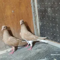 پرنده کبوتر زرد دمسفید اشعل