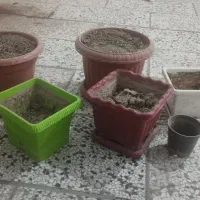 گل طبیعی و گلدان پلاستیکی و پایه گل|گل و گیاه طبیعی|مشهد, هنرور|دیوار