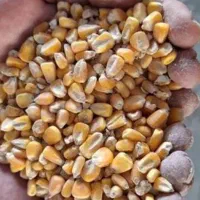 فروش دان مرغ گوشتی