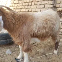 نر بز جوان چاق مناسب کشتار