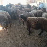 ۱۲راس میش آبستن درجه یک همه جوان