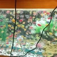 ماهی رنگی هید کالرویدو