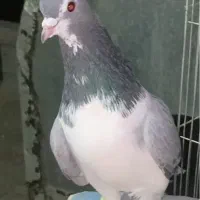نر اصفهانی دستی