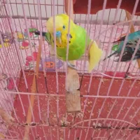 فروش مرغ عشق سخنگو