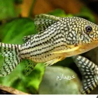 ماهی کوریدوراس استربای