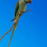 فروش جوجه شاه طوطی ۸ ماهه