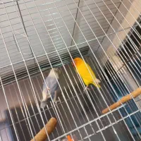 طوطی برزیلی پاربلو|پرنده|رباط‌کریم, رباط‌کریم|دیوار