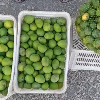 فروش انبه کیلو