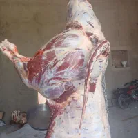 قصابی و سلاخی