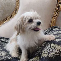 جنیفر و تیاگو...|سگ|قم, زنبیل آباد|دیوار