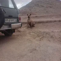 سگ سرابی|سگ|تبریز, |دیوار