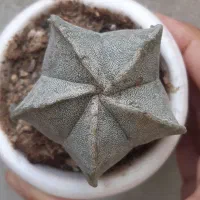 کاکتوس
