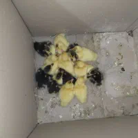 جوجه اردک اسرائیلی