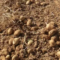 فروش 400کیلو سیب زمینی درجه یک