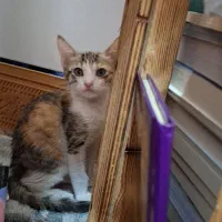 واگذاری گربه|گربه|بندر ماهشهر, |دیوار