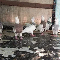 طوقی نسل دار
