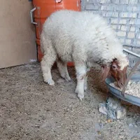 بره ماده