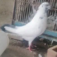 آگهی رو خوب بخون بعد پیام بده