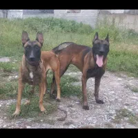 دو تا توله مالینیوز با کیفیت فوق العاده|سگ|زرگرشهر, |دیوار