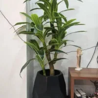 درخت چه|گل مصنوعی|تهران, مشیریه|دیوار