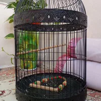 قفس در حد نو