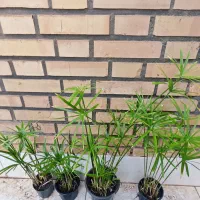 انواع گل|گل و گیاه طبیعی|سبزوار, کاشفی شمالی (دادگستری)|دیوار