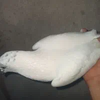 کفتر|پرنده|رودان, |دیوار