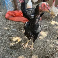 خروس مرغ لاری افغان پاکستانی