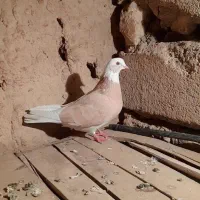 کبوتر رنگی|پرنده|شاهرود, |دیوار