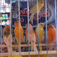 فروش ۸ عدد قناری نر سوپری تکی وتعداد