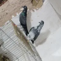 جفت کبوتر چپرا|پرنده|میناب, |دیوار