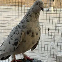 سرور هفترنگ تهرونی|پرنده|مبارکه, |دیوار