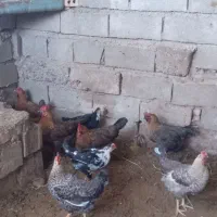 فروش مرغ و خروس محلی