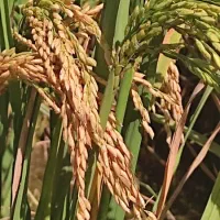 شلتوک درجه یک|خوردنی و آشامیدنی|اهواز, اسماعیلیه|دیوار