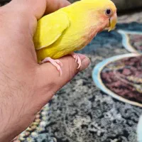 کوتوله برزیلی 2 عدد