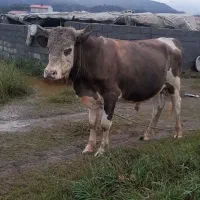 کل یک ساله بایک گاو با گوساله ماده