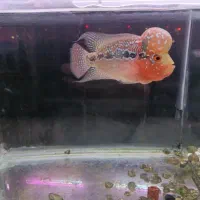 حراج انواع نژادهای فلاور وارداتی تایلند