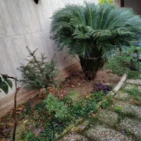 گل سیکاس|گل و گیاه طبیعی|بابل, |دیوار