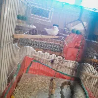 فنج|پرنده|بافق, |دیوار