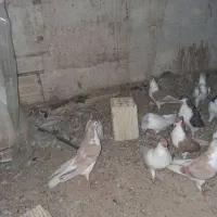 ‌کبوتر ساده کاکلی