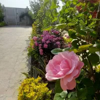 باغچه کاری و نگهداری اصولی باغچه|خدمات باغبانی و درختکاری|آمل, |دیوار